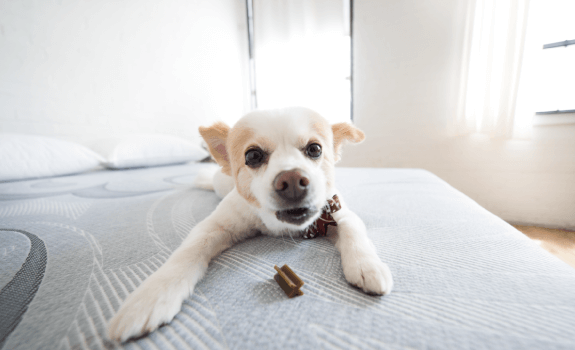 Small dog with treat sitting on top of a Resten mattress